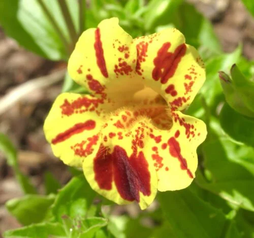 yorkshire-seeds2998039