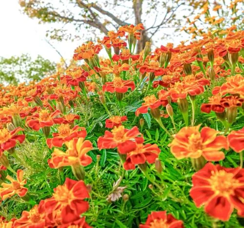 yorkshire-seeds2998052