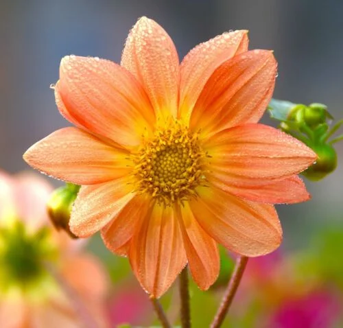 yorkshire-seeds2998067