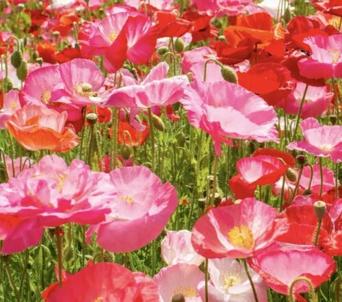yorkshire-seeds2998083