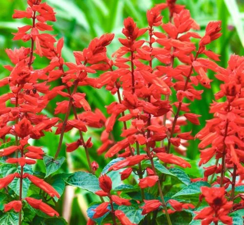 yorkshire-seeds2998096