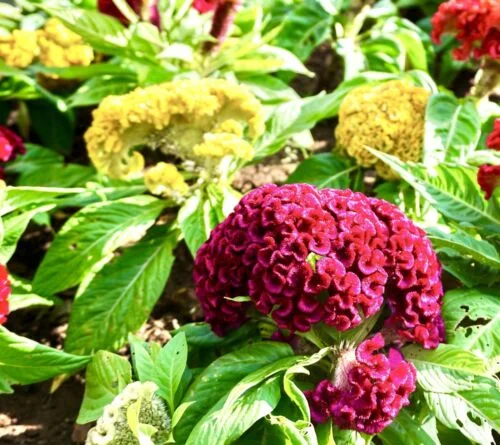 yorkshire-seeds2998127