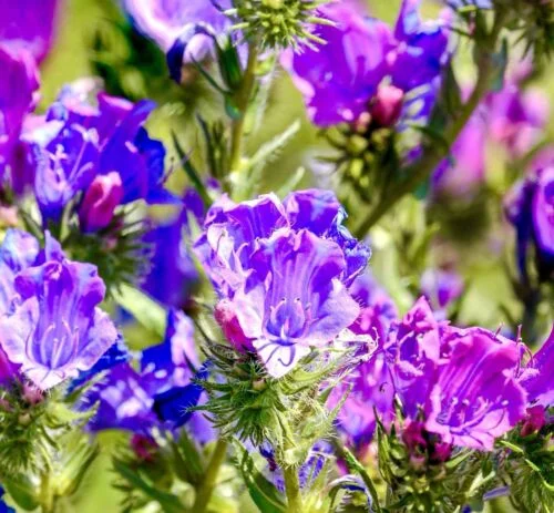 yorkshire-seeds2998144
