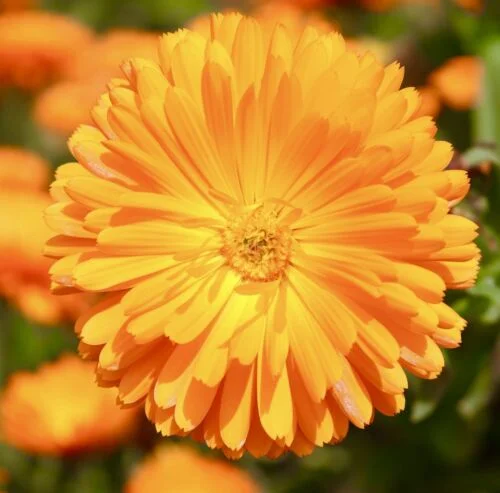 yorkshire-seeds2998174