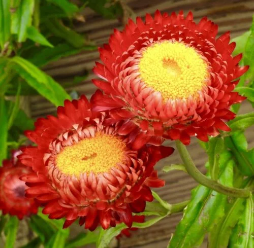 yorkshire-seeds2998204