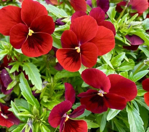 yorkshire-seeds2998219
