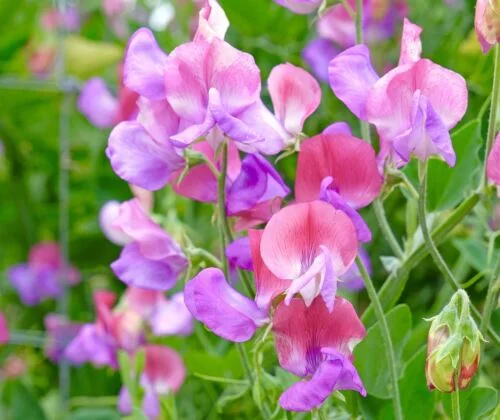 yorkshire-seeds2998229