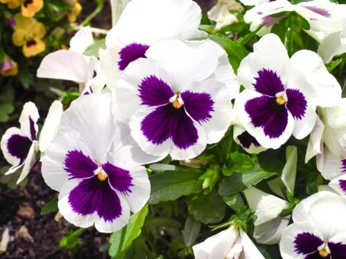 yorkshire-seeds2998243