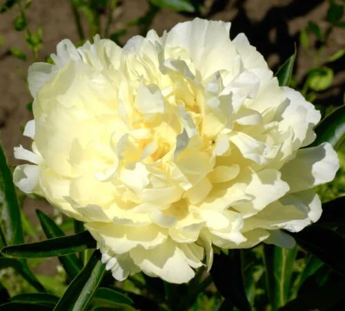 yorkshire-seeds2998263