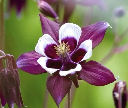 yorkshire-seeds2998273