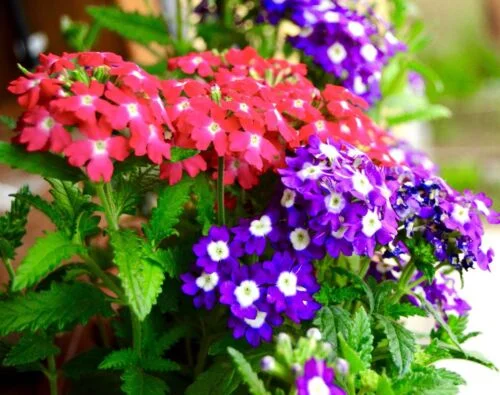 yorkshire-seeds2998287