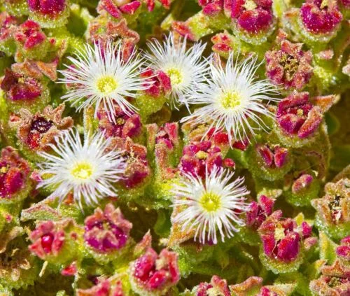 yorkshire-seeds2998326