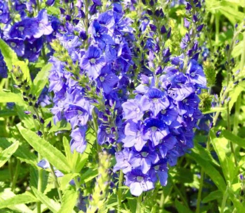 yorkshire-seeds2998358
