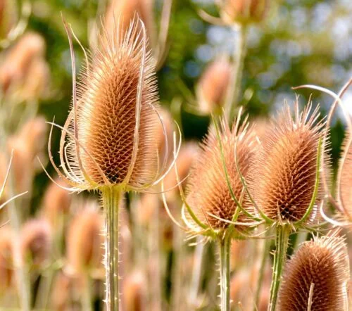 yorkshire-seeds2998370