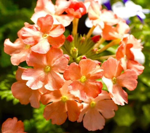 yorkshire-seeds2998399