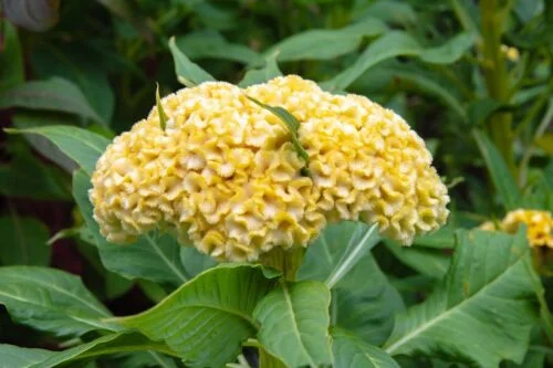 yorkshire-seeds2998408