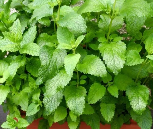 yorkshire-seeds2998421