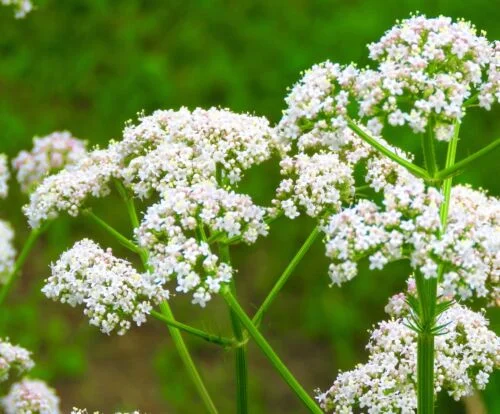 yorkshire-seeds2998437