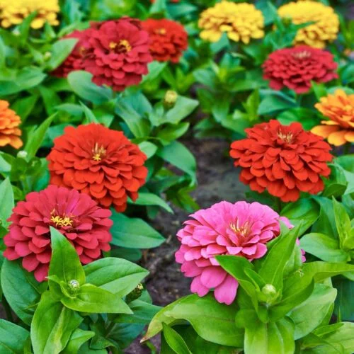 yorkshire-seeds2998455