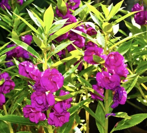 yorkshire-seeds2998468