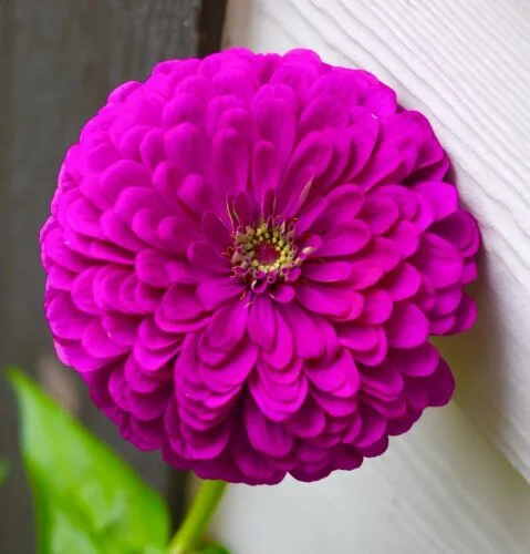 yorkshire-seeds2998518