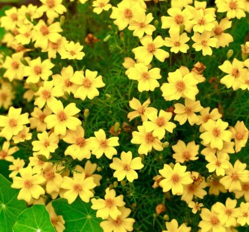 yorkshire-seeds2998541