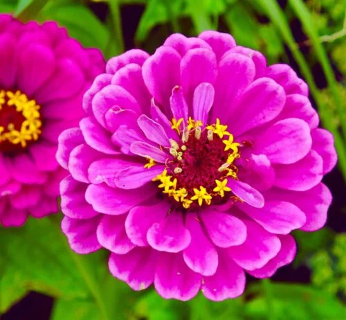 yorkshire-seeds2998553