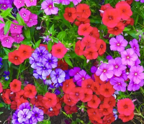 yorkshire-seeds2998564