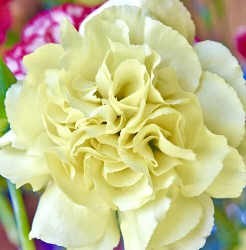 yorkshire-seeds2998582