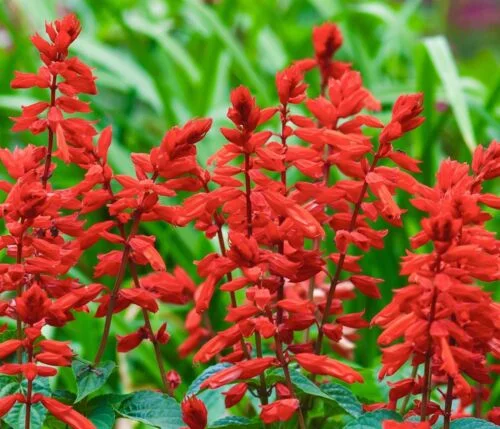 yorkshire-seeds2998624