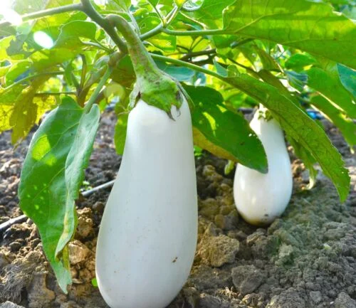 yorkshire-seeds2998635