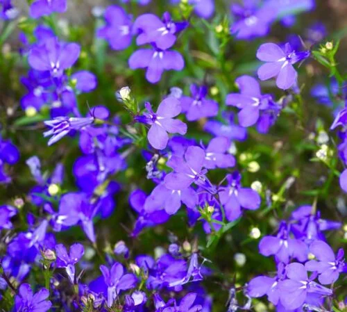 yorkshire-seeds2998648