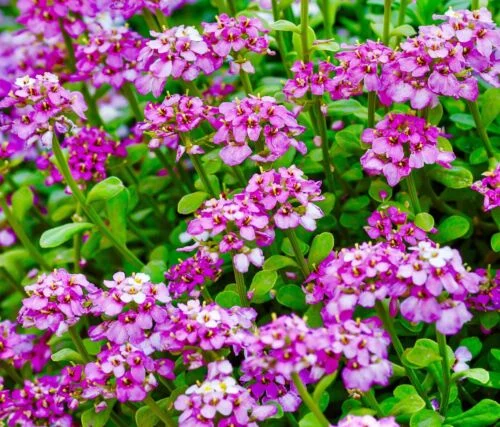yorkshire-seeds2998666