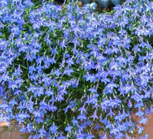 yorkshire-seeds2998675