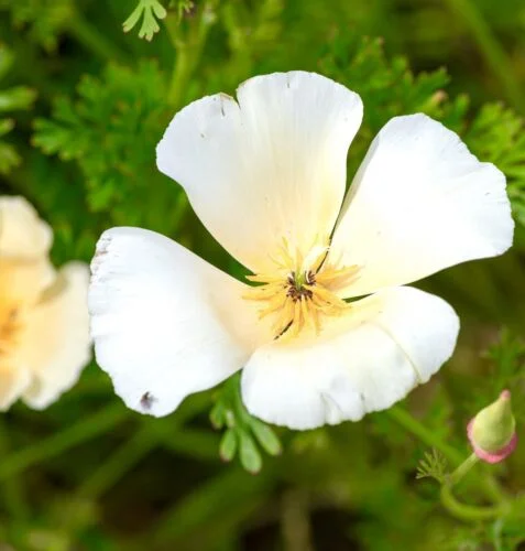 yorkshire-seeds2998690