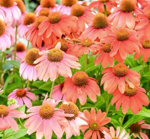 yorkshire-seeds2998703