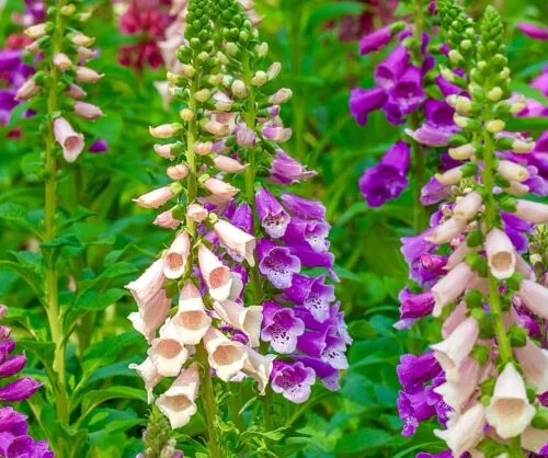 yorkshire-seeds2998727