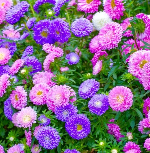 yorkshire-seeds2998776