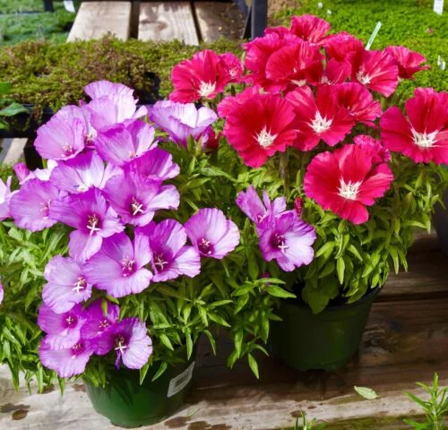 yorkshire-seeds2998795