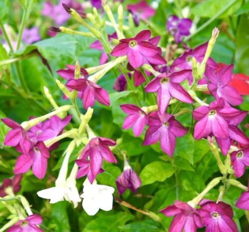 yorkshire-seeds2998809