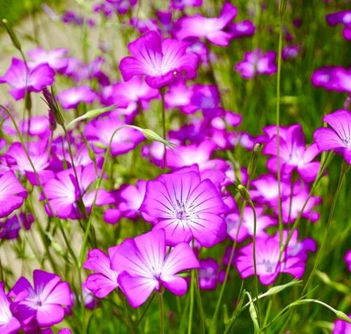 yorkshire-seeds2998818