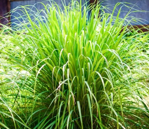 yorkshire-seeds2998831