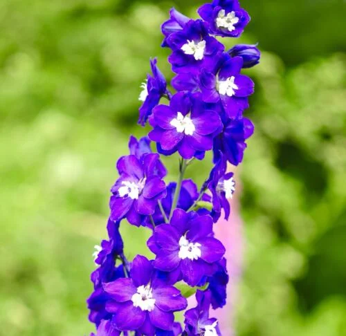 yorkshire-seeds2998847