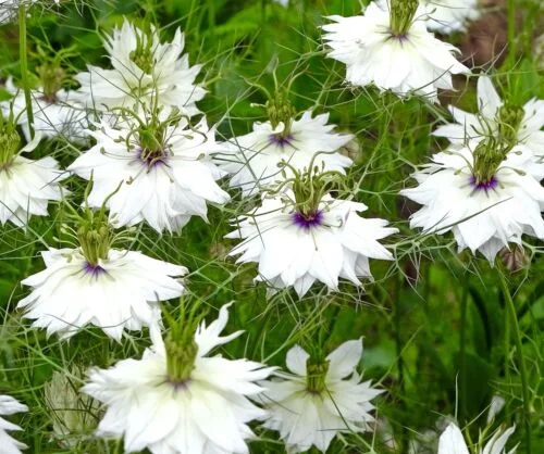 yorkshire-seeds2998899