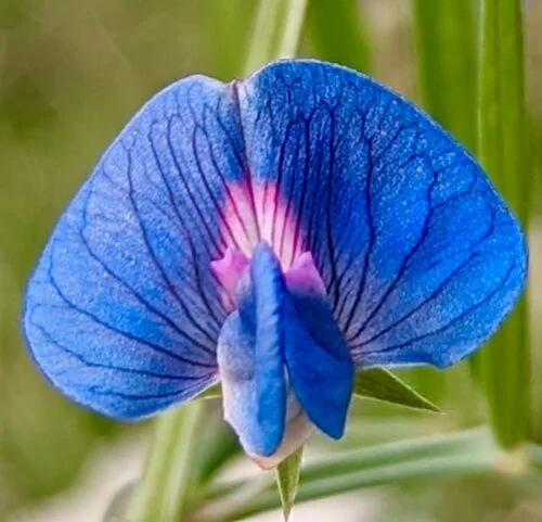 yorkshire-seeds2998927