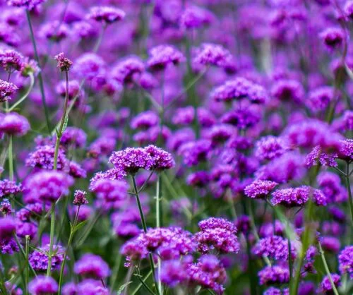 yorkshire-seeds2998938