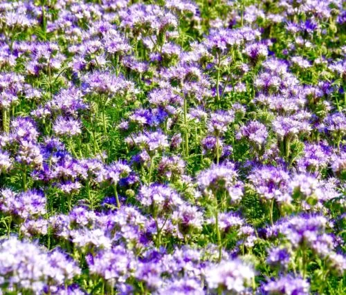 yorkshire-seeds2998952