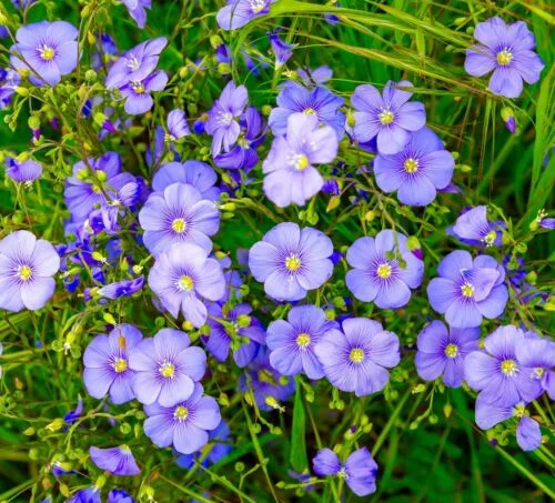 yorkshire-seeds2998965