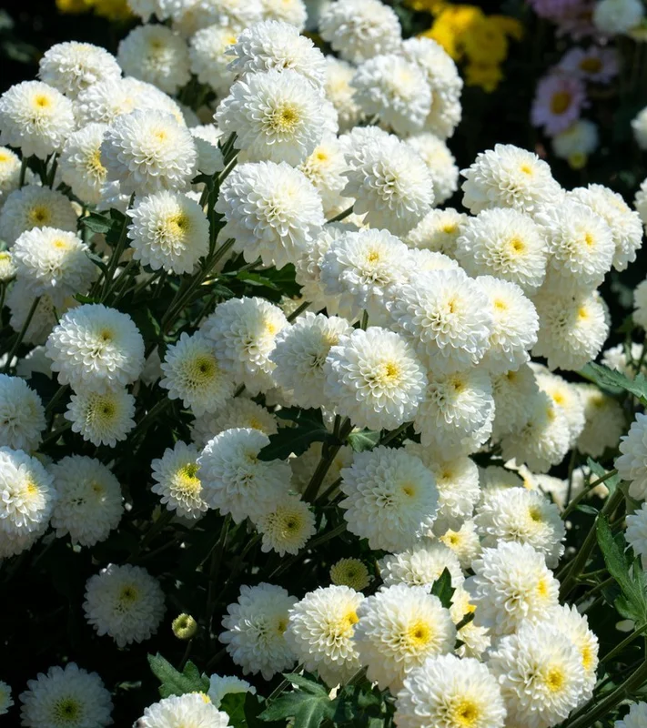 yorkshire-seeds2999050