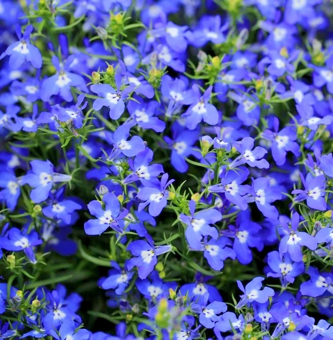 yorkshire-seeds2999103